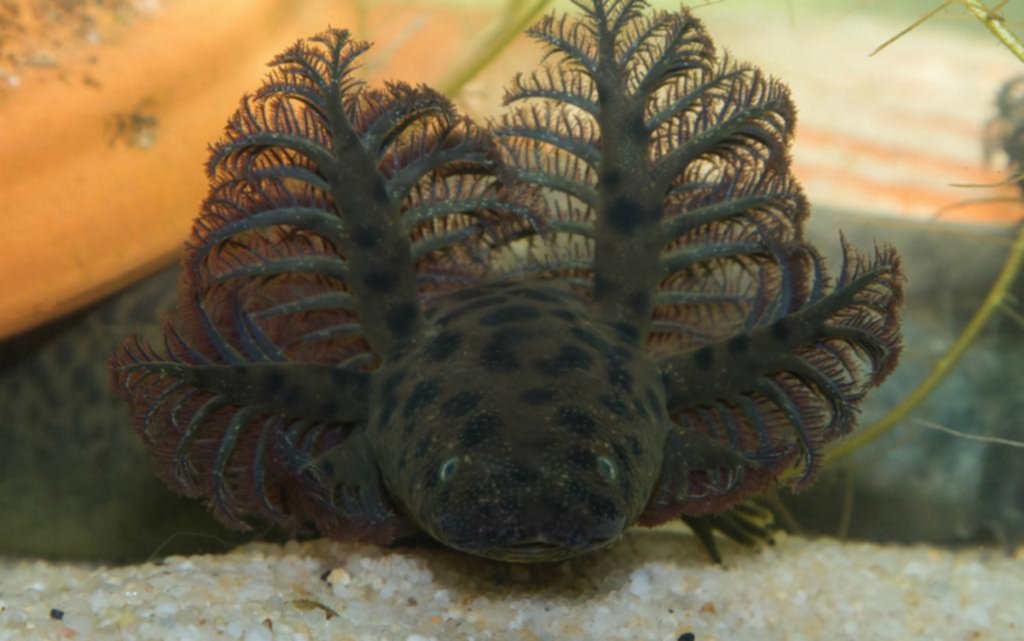 Hay nueva y extraña especie de salamandra gigante en las aguas de Florida