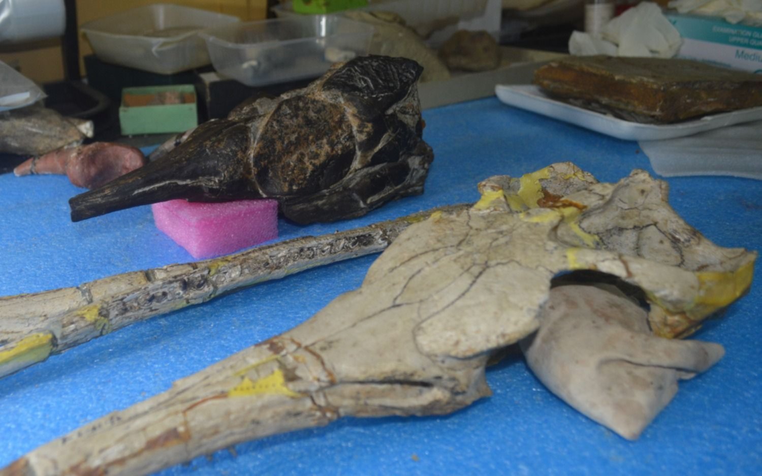 Investigadores platenses reconstruyen en 3D el cráneo y cerebro de dos cocodrilos