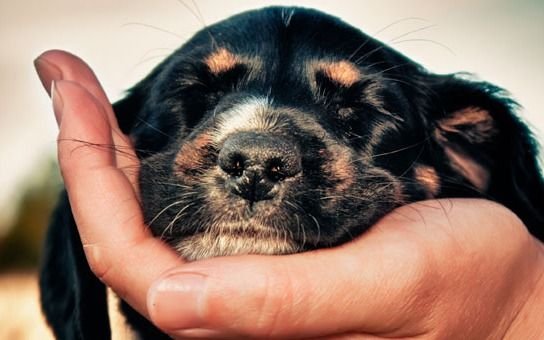 "Perro único", la medida que buscan implementar en China sobre la tenencia de mascotas