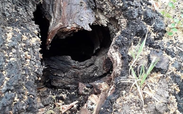 Preocupación por un árbol a punto de caer en 22 entre 45 y 46