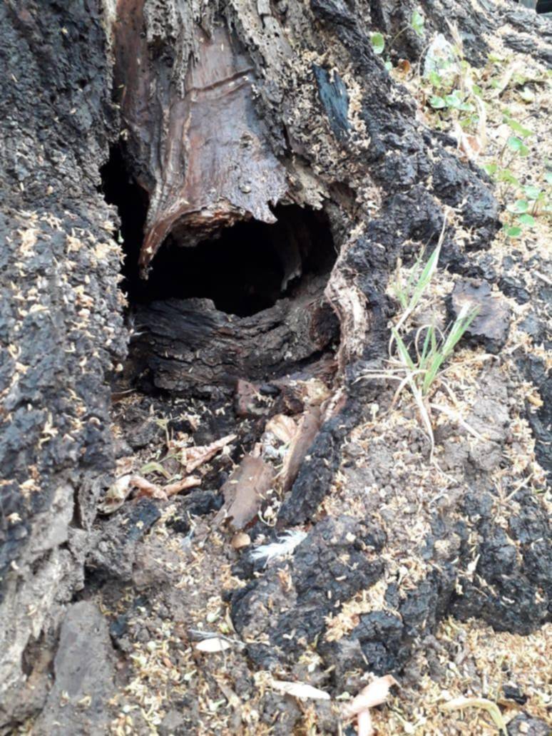 Arbol ahuecado genera preocupación en La Loma