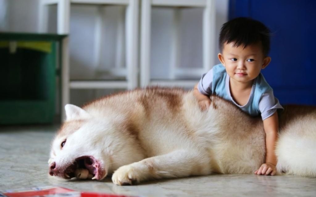 Un perro por familia y muchas restricciones, la nueva moda en China