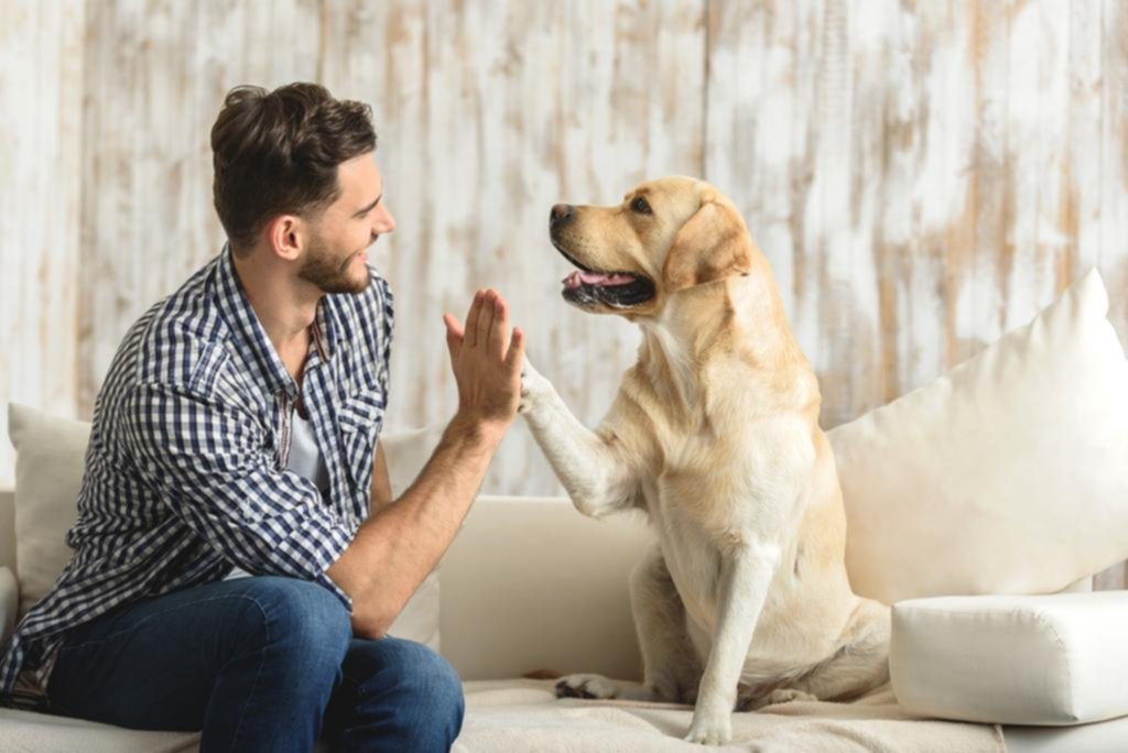 Para perros