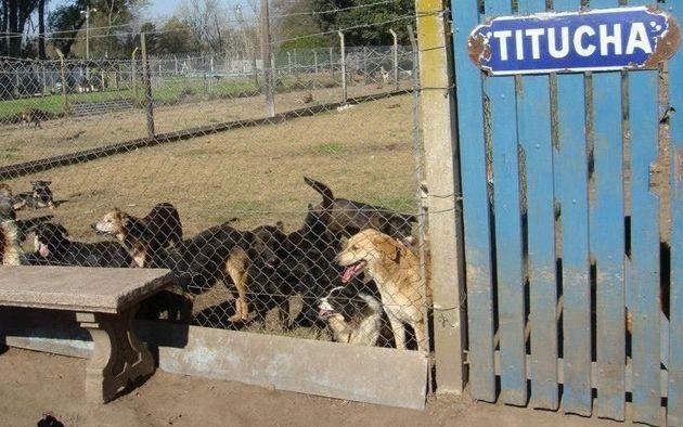 Alumnos donaron 950 kilos de alimento para los perros del Titucha