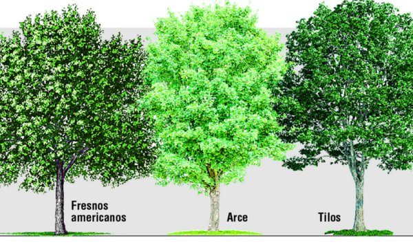 Repensar la “ciudad verde”: qué árboles se deberían plantar hoy