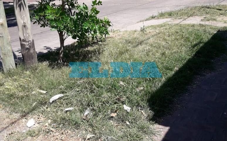 Queja por pastizales en 8 y 517