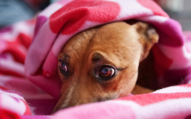 Un canal tendrá programación especial para ayudar a que los perros no sufran con la pirotecnia en las fiestas