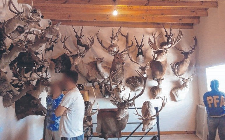 Allanan la casa de un hombre en Los Hornos que tenía más de 100 animales disecados