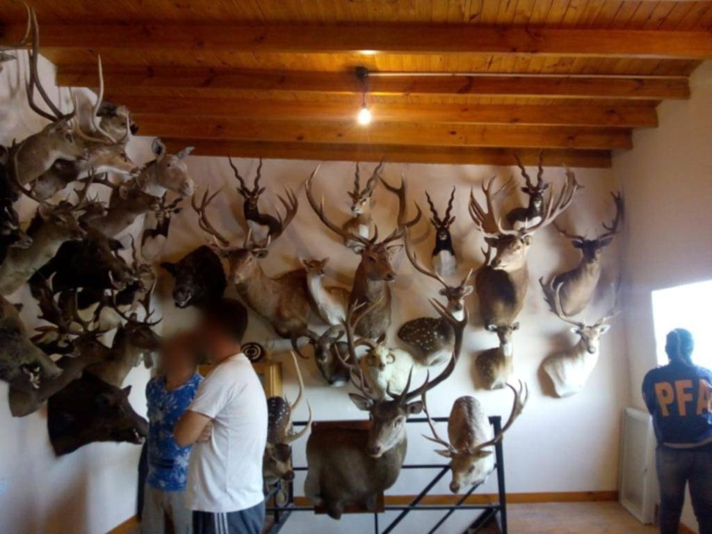 Los Hornos: tenía más de 100 animales disecados en su casa, por medio millón de dólares
