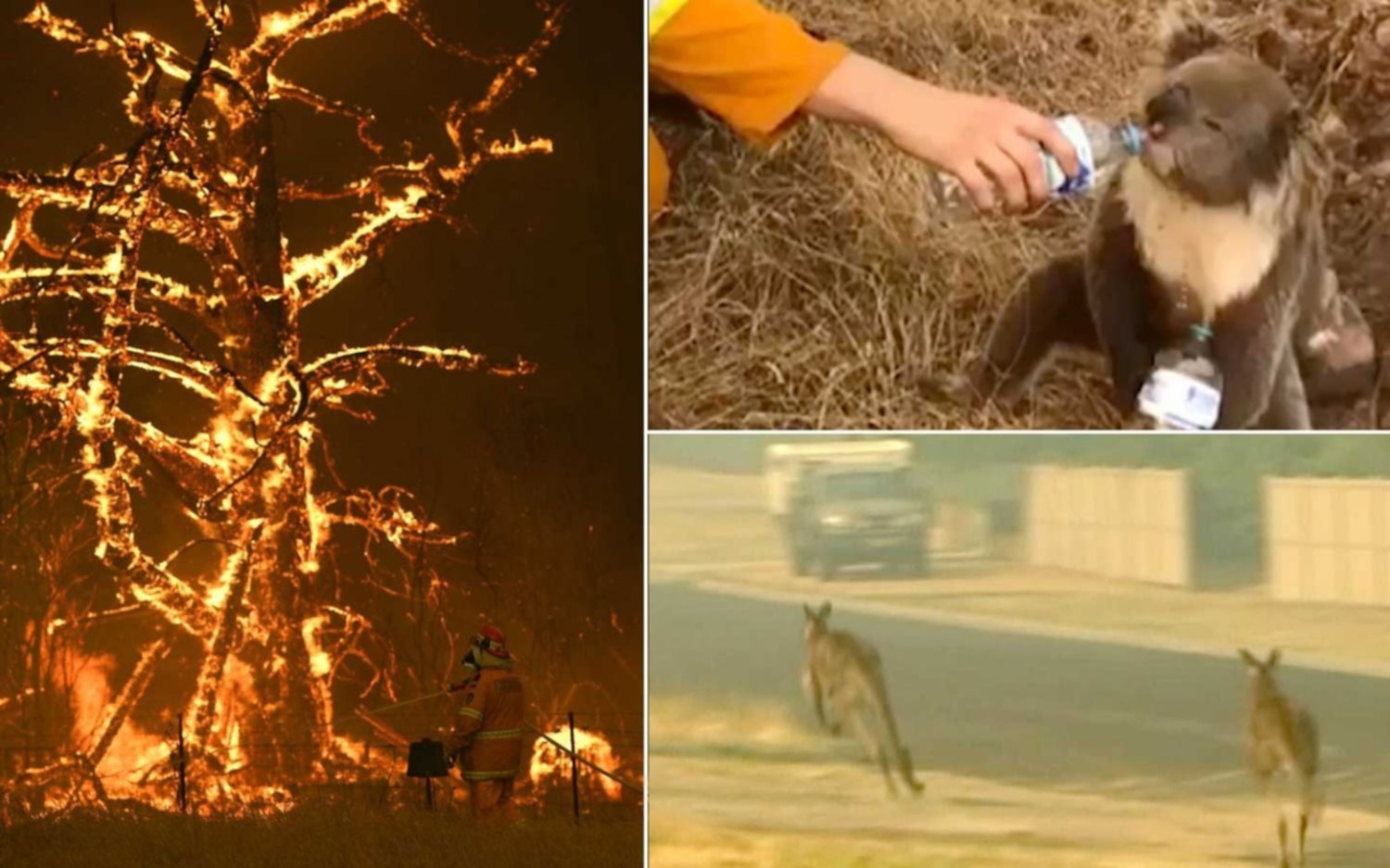 Los incendios arrasan con todo en Australia y el humo acecha a Sidney