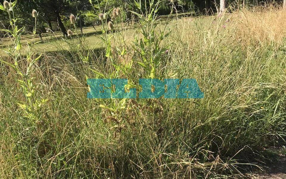 Pastizales y mosquitos van de la mano en 633, 13 y 14