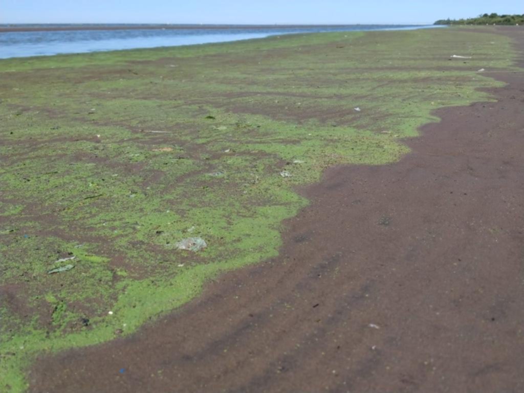 Piden examinar las algas que aparecieron en Punta Lara para saber si pueden ser tóxicas