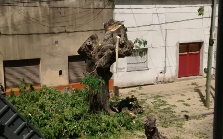 En 16 y 63, vecinos denuncian el "asesinato" de un árbol