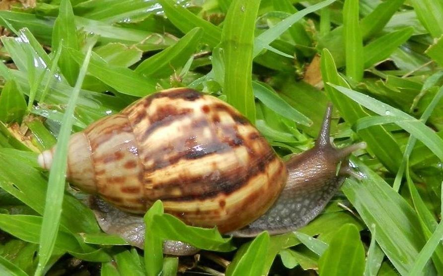 Aporte platense para la erradicación del caracol