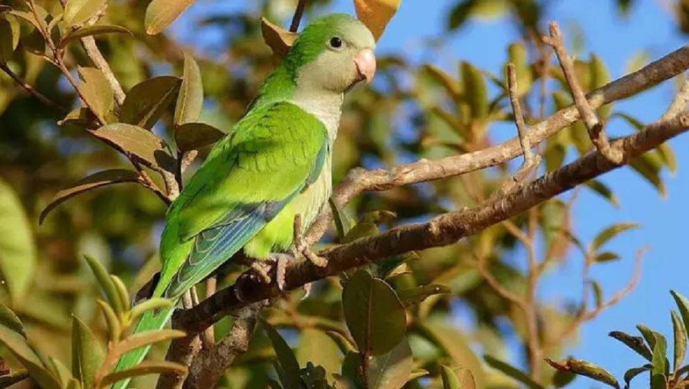 El “plan corporal” de las aves para poder volar