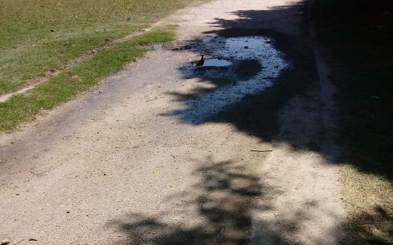 Indigna una pérdida de agua en plena senda peatonal de Parque Castelli