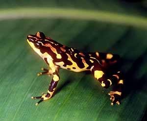 Alertan por un hongo que amenaza a varias especies de anfibios