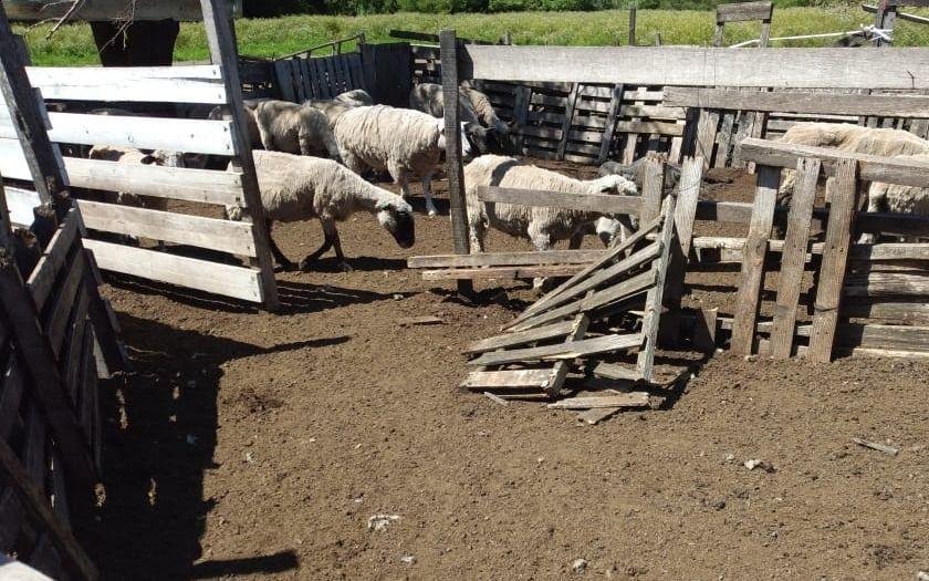Crece el robo y sacrificio de animales en los campos de la Región: “Me salvaron los teros”