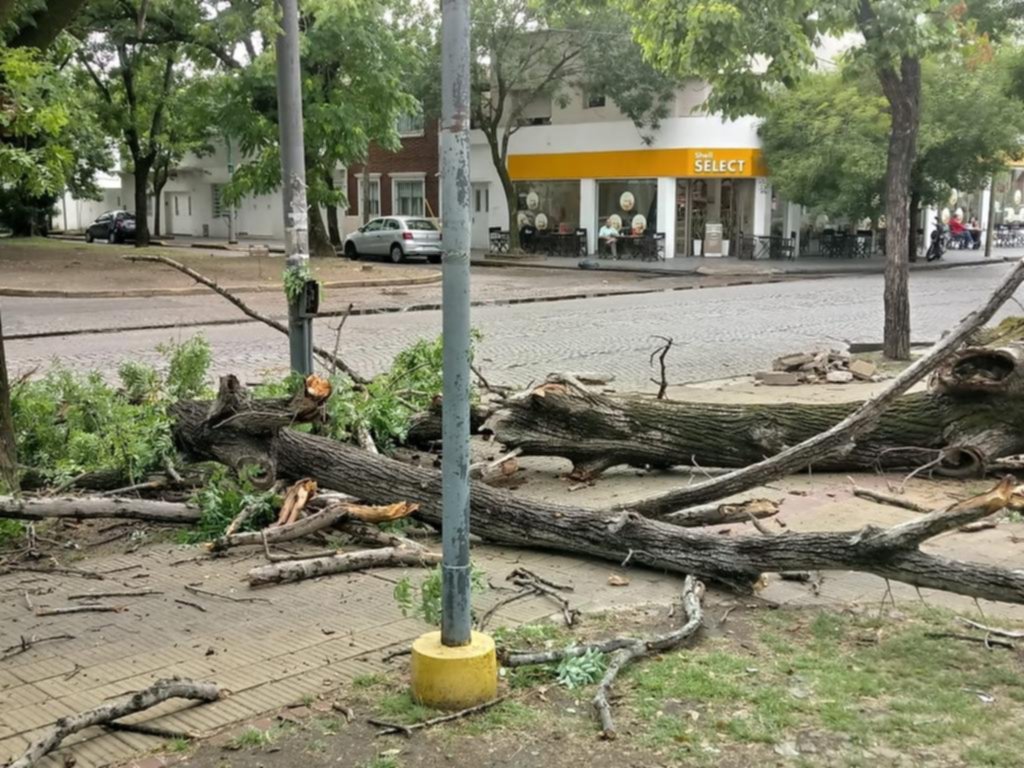 Caída de un árbol desató reclamos vecinales en la zona de Plaza España
