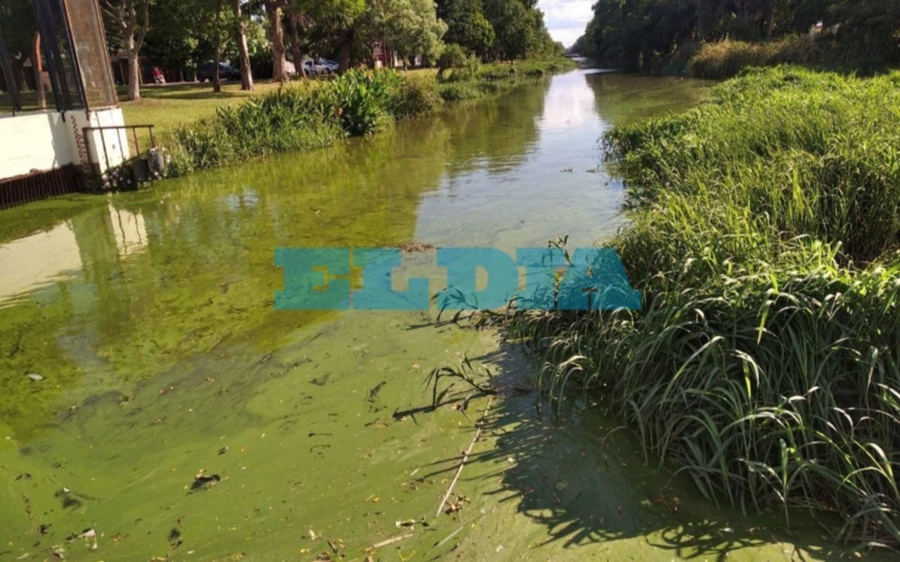 Por las cianobacterias, Berisso se tiñe de verde y hasta sale "olor raro" de las canillas