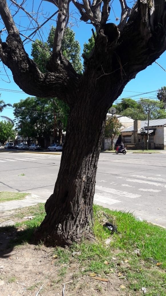 Advierten por un árbol seco en 7 y 517
