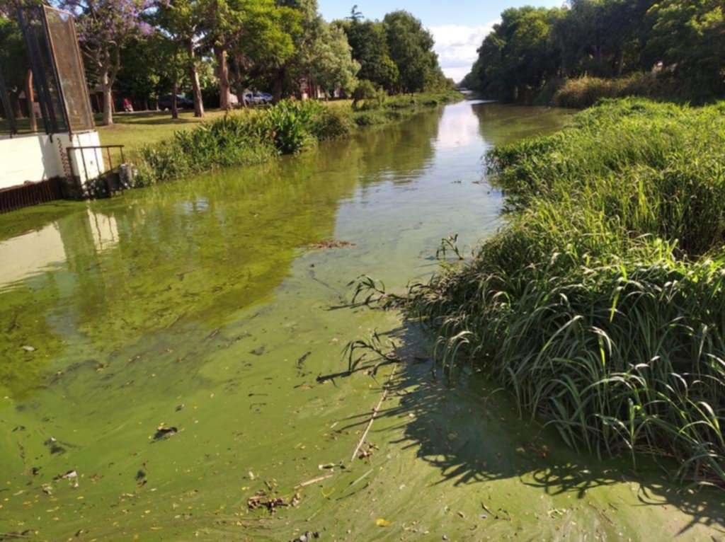 Las cianobacterias están en Berisso y dejaron verde el canal Génova
