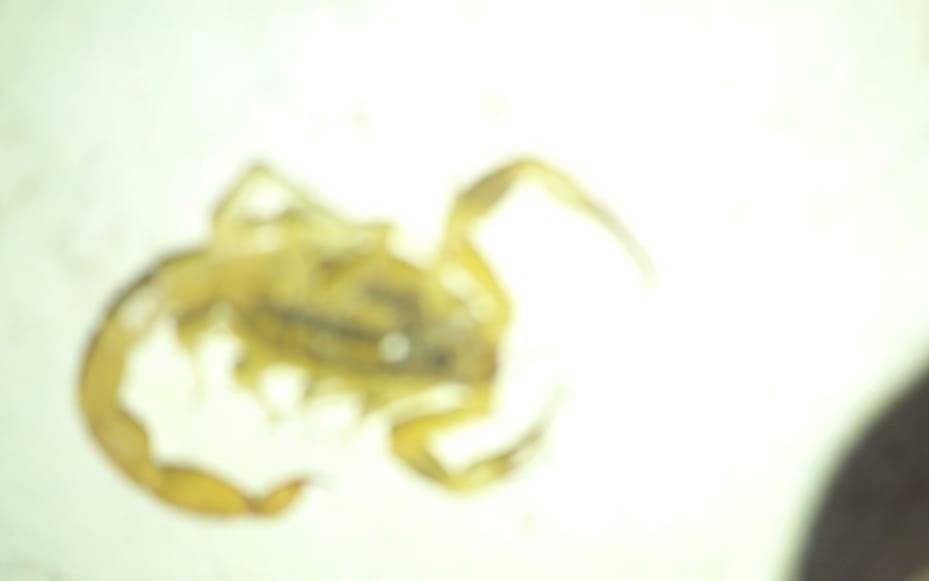 En Los Hornos los alacranes no dan respiro y siguen causando miedo
