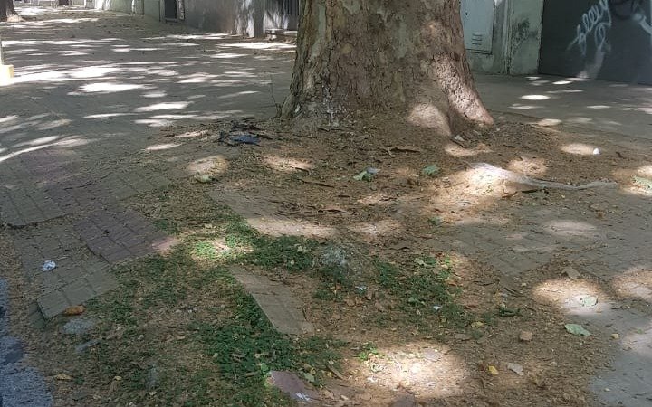 En 12 y 42, preocupación por un árbol que está destruyendo la vereda