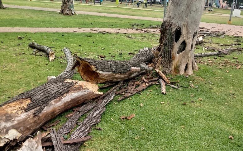 Otro árbol caído en Plaza España: los vecinos temen una tragedia