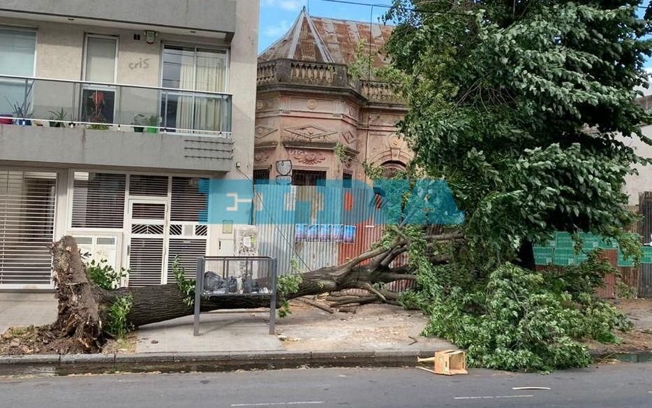 Más de 200 árboles caídos, postes y cortes de luz por el temporal de viento en La Plata