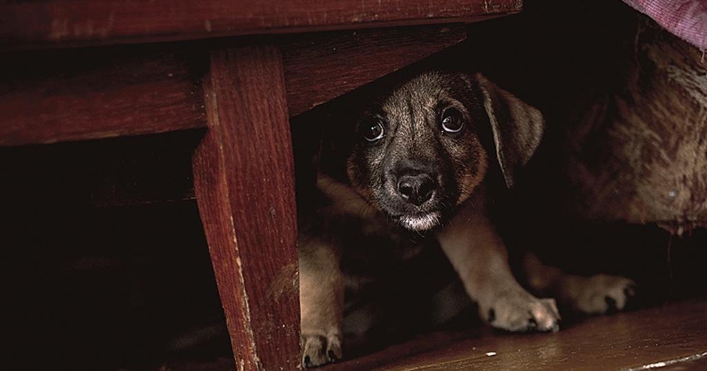 Veterinarios salen a batallar contra el uso de la pirotecnia para proteger a las mascotas