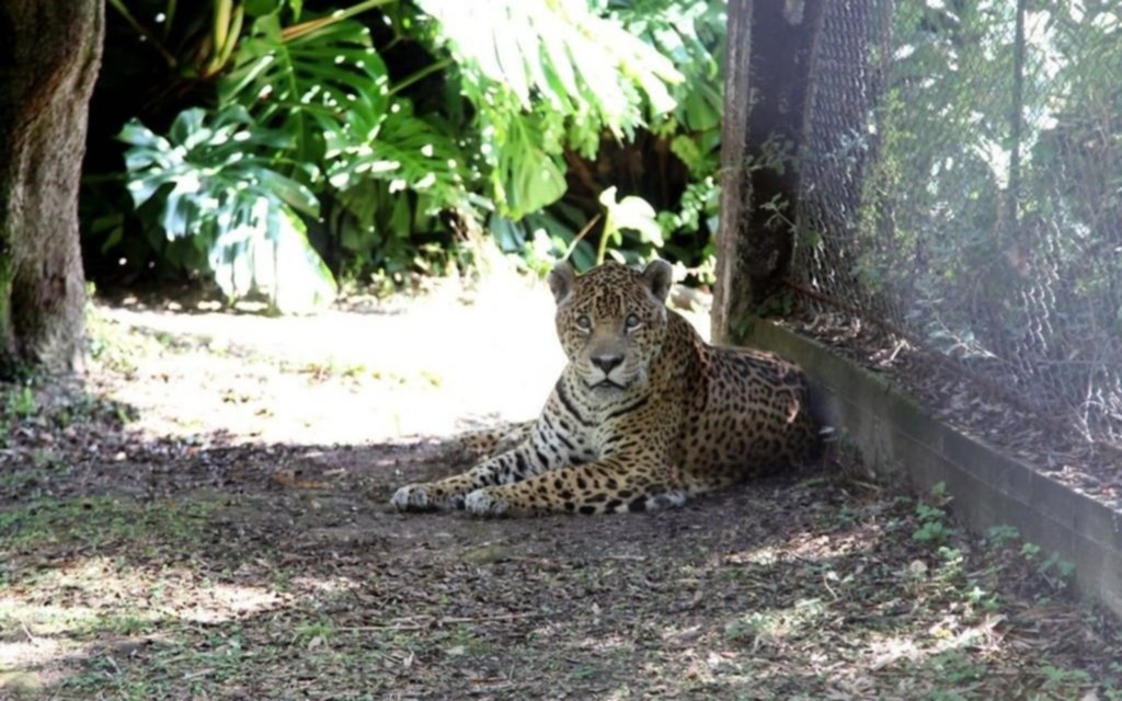 Dolor en el ex Zoo de La Plata por la muerte del yaguareté Juan