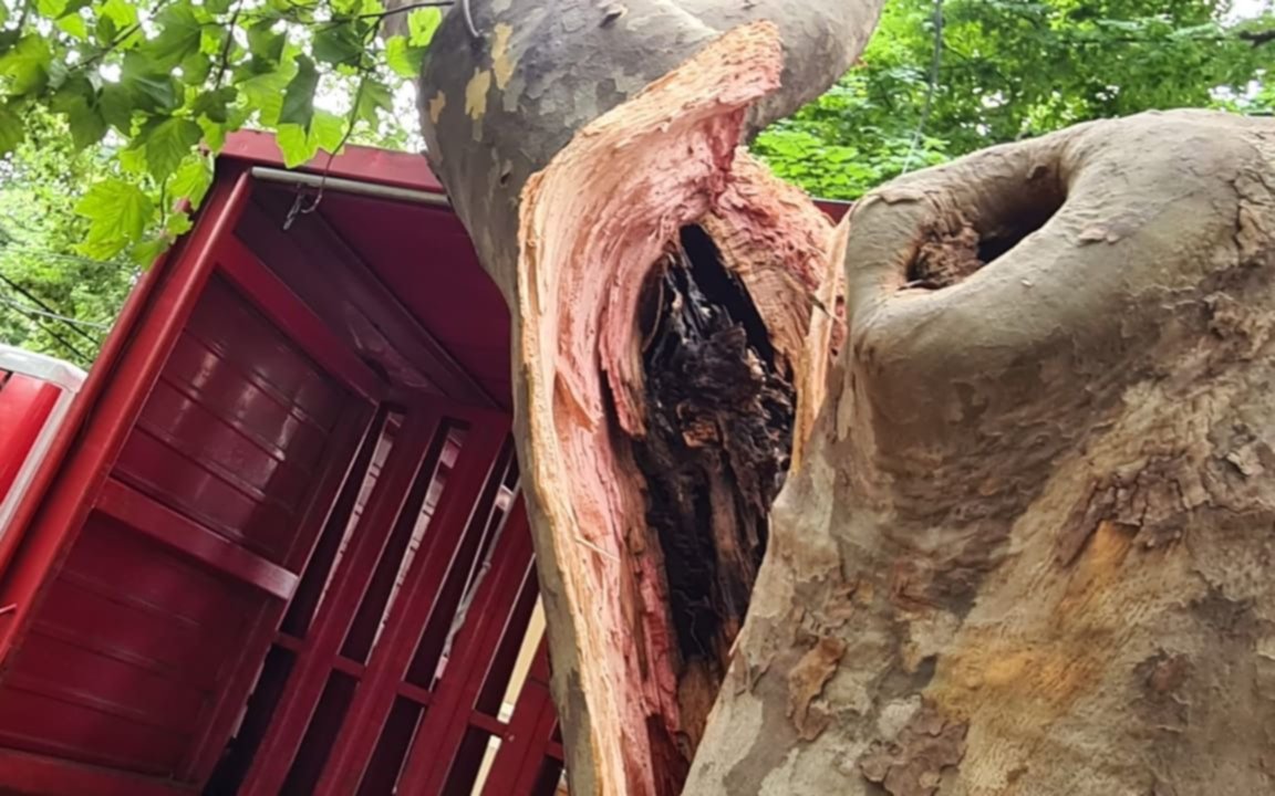 Tránsito en la ciudad: un camión quebró una inmensa rama de un árbol sobre avenida 51   