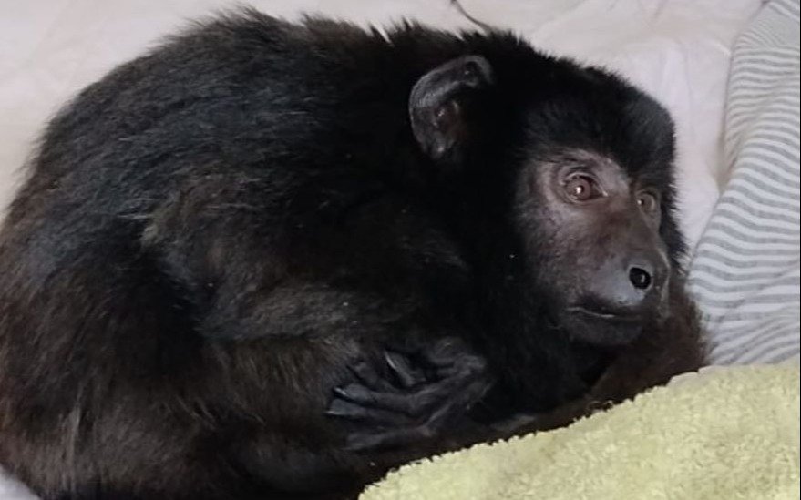En una casona donde hacían fiestas encontraron drogas y un mono sometido a maltrato