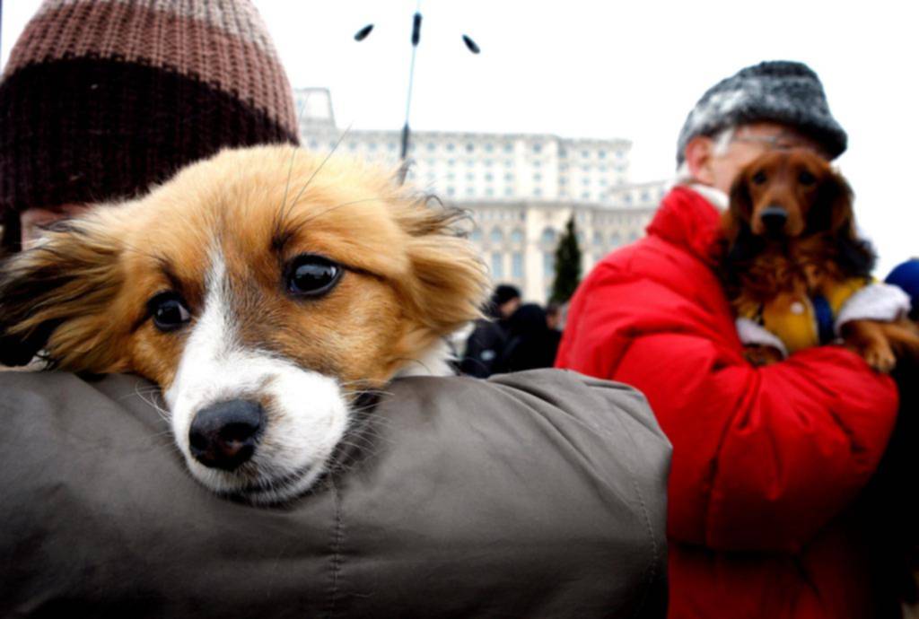 Educar al perro: claves para una convivencia armónica