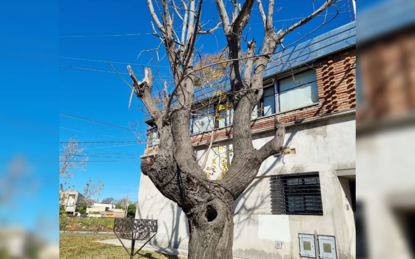 Un árbol al borde de derrumbarse atemoriza a los vecinos de 118 y 32