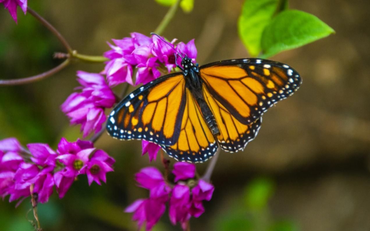 Alertan sobre el futuro de las mariposas: podrían estar en peligro de extinción