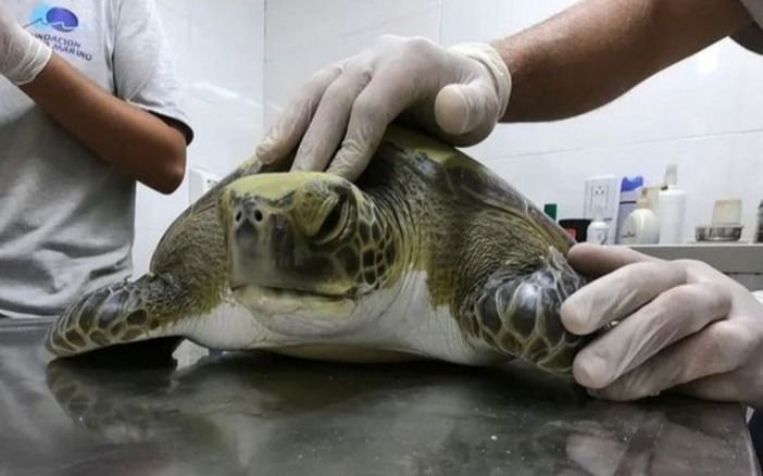 Alarma: tortuga marina rescatada en San Clemente había tragado más de 10 tipos de plásticos