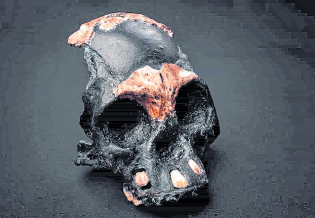 En una cueva de Sudáfrica: encuentran el cráneo infantil de un enigmático humano antiguo