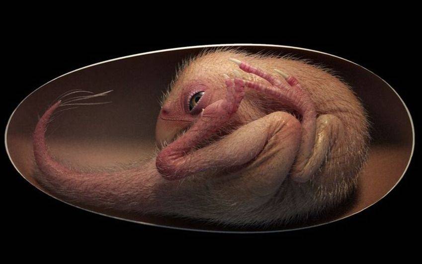 Hallan embrión de dinosaurio, perfectamente fosilizado, que estaba por salir de su cascarón