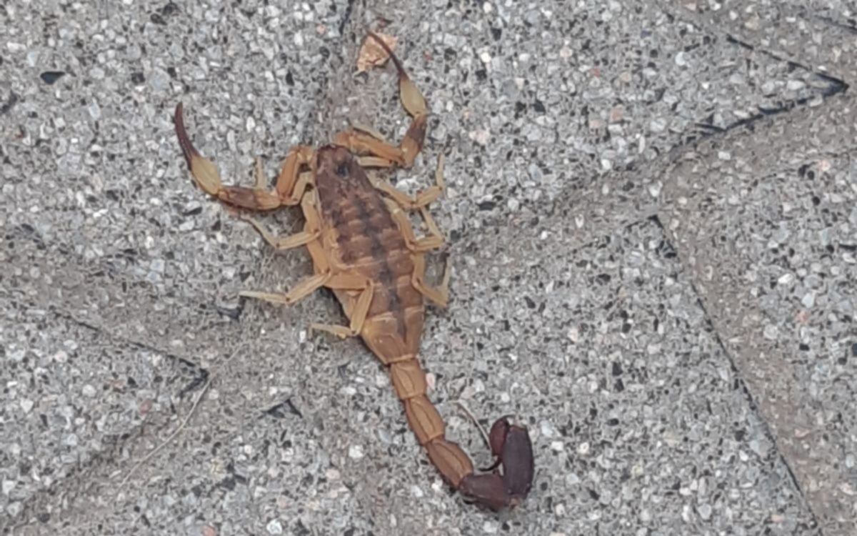 Empezó el verano y con las altas temperaturas, lo de todos los años: alacranes