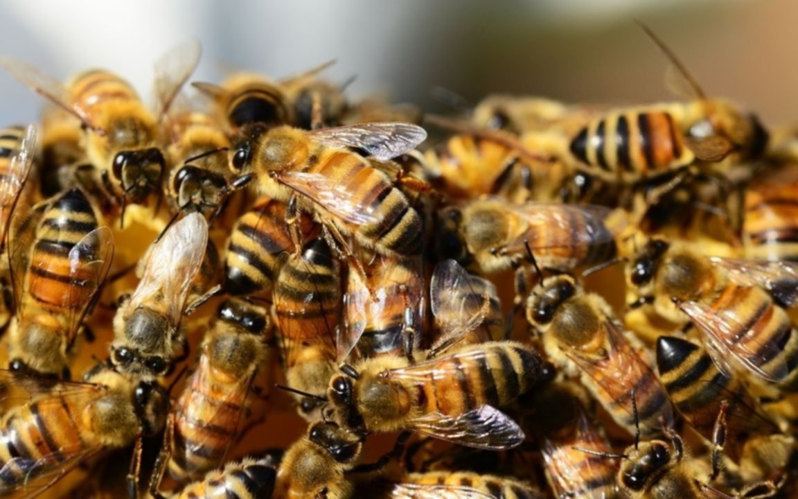 Murió un hombre de 76 años picado por un enjambre de abejas