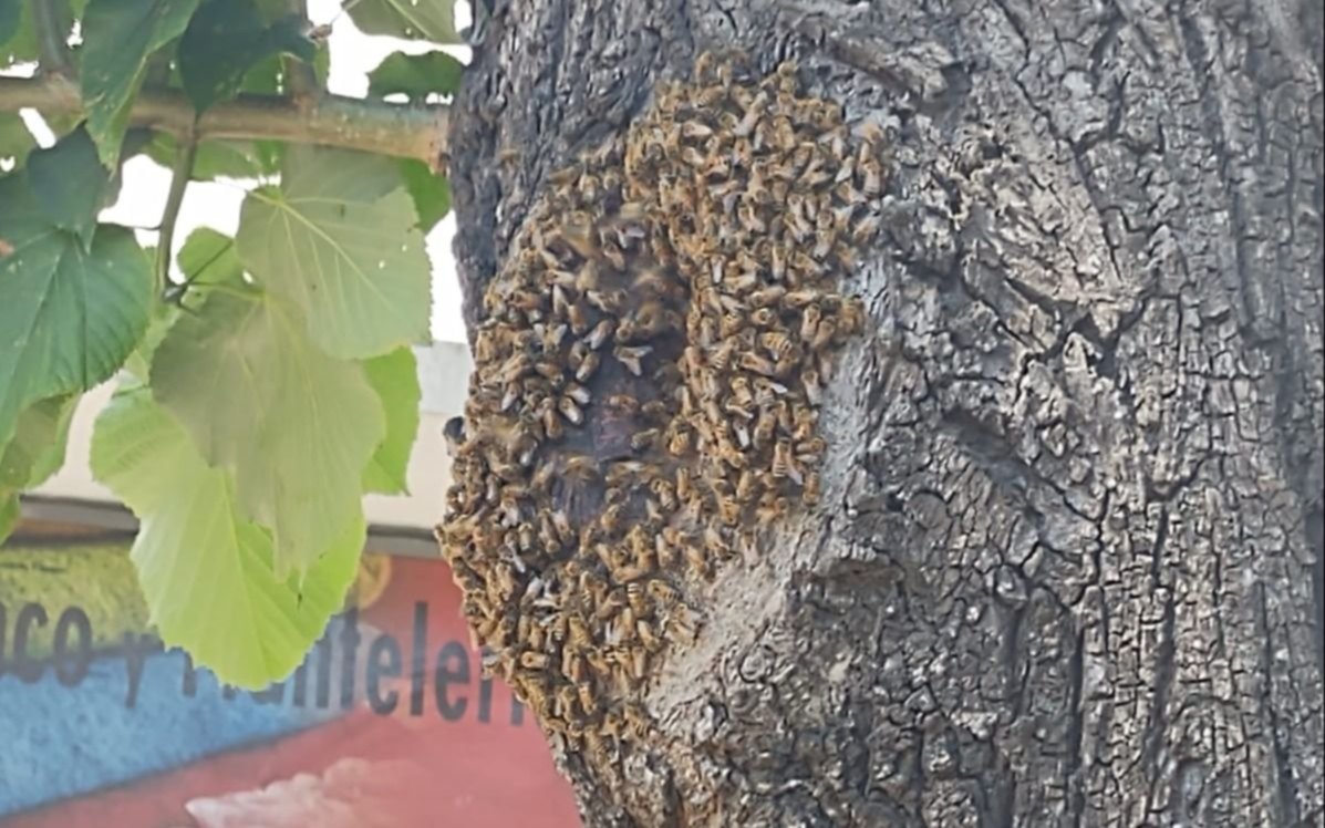 Un panal de abejas en pleno centro de Los Hornos: los vecinos no saben qué hacer