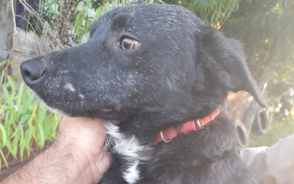 Se viene la colecta anual por los animales en situación de calle en la Región: mirá cómo colaborar