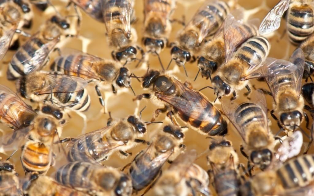 El drama de la hija del turista que murió tras ataque de abejas en Córdoba: "Estoy en el fin del mundo"