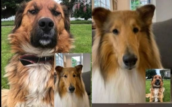 Estrecharon patitas: Dylan Fernández hizo videollamada con Brownie, el perro presidencial de Chile