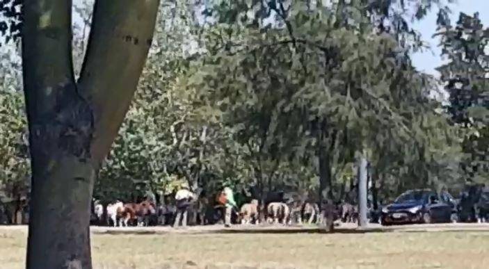 Peligro por caballos sueltos en la zona de 31 y 36