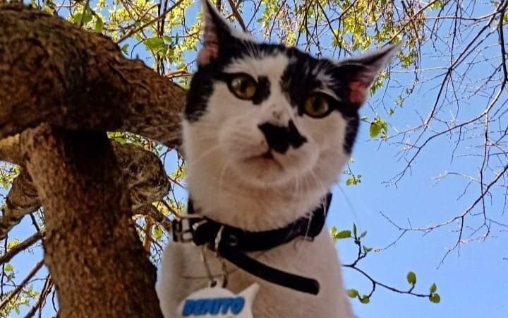 La tenencia del gatito Benito desató una pelea en un barrio de La Plata
