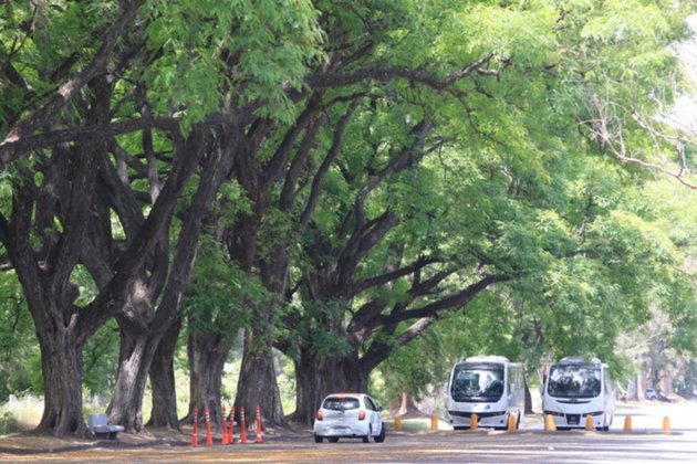 El calor renueva el fenómeno de los árboles que hacen llover con sol