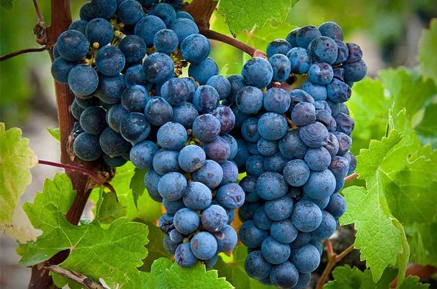 Día del Cabernet Franc